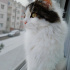 Pamuk