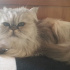 Duman