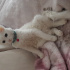 Pamuk