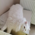 Pamuk