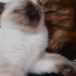 Pamuk