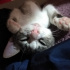 Pamuk