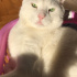 Pamuk