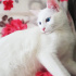 Pamuk