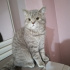 Bulut