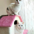 PAMUK