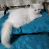 Pamuk