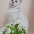 Bulut
