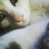 Pamuk