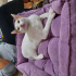 Pamuk