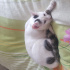 Pamuk