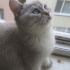 Duman