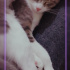 Duman