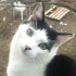 Bulut