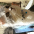 Pamuk
