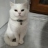 sütlaç