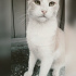 Pamuk