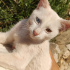 Pamuk
