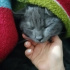 Duman