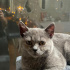 Duman