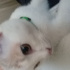 Pamuk