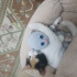 Şila