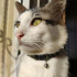 Pamuk
