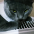 Duman