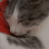 Pamuk