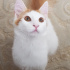 Pamuk