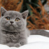 duman