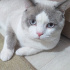 pamuk