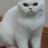 Pamuk