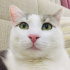 Pamuk