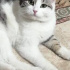 Pamuk