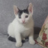 Pamuk
