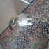 Pamuk