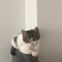 boncuk