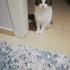 Pamuk