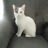 pamuk
