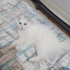 Pamuk
