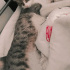 duman