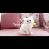 Pamuk