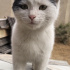 Pamuk