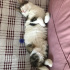 Pamuk