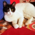 PAMUK