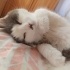 Pamuk