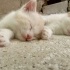 Pamuk