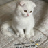 Pamuk