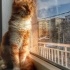 Pamuk